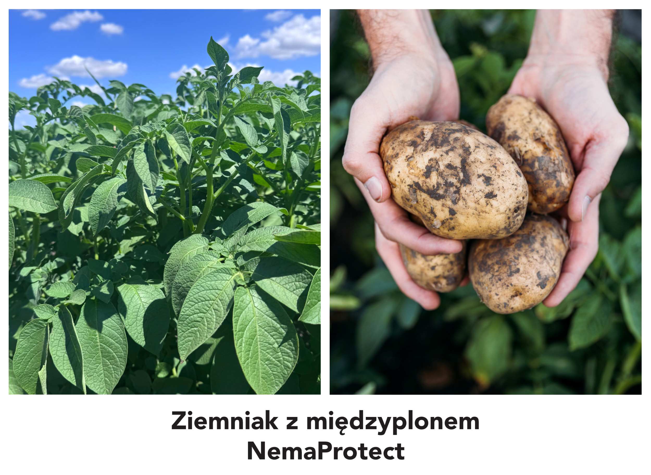 ZNemaBiale S.jpg